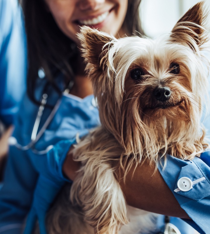 pharmadiet veterinario