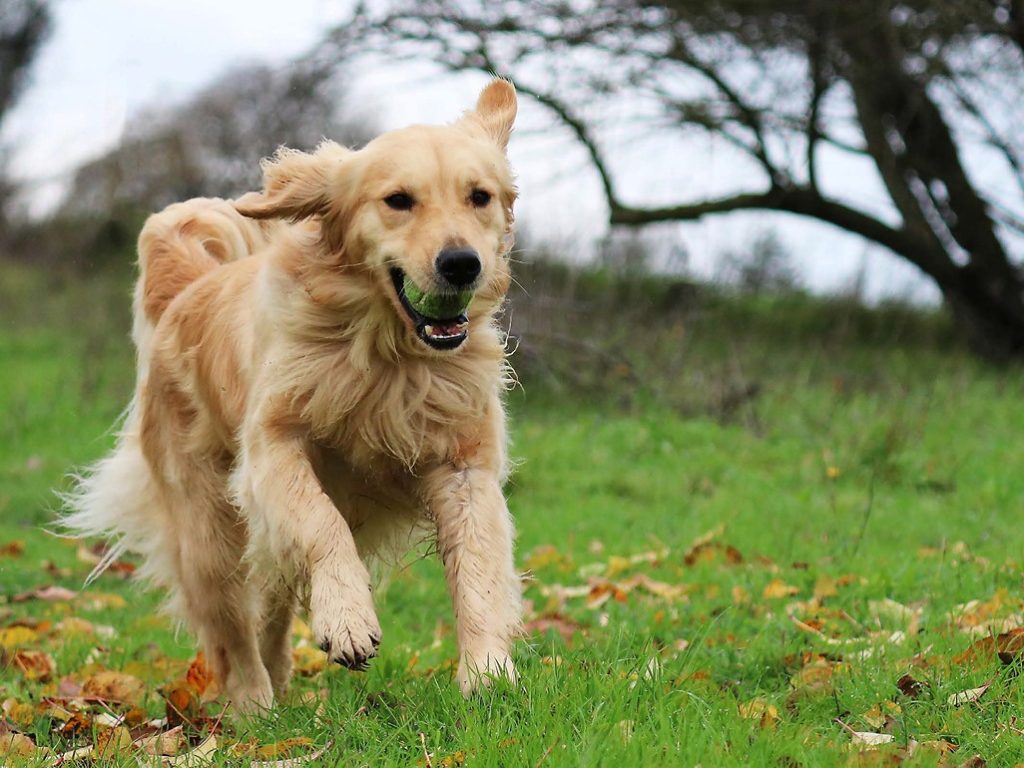 Pharmadiet-salud-articular-catalogo