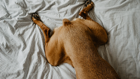 Pharmadiet Veterinaria: Displasia en perros: cómo detectarla y mitigarla